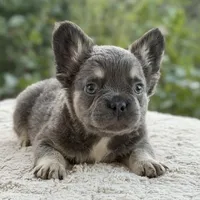 Benny, a male French Bulldog for sale in Weatherford, TX – 2 of 4