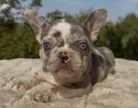 Posie, a female French Bulldog for sale in Weatherford, TX – 4 of 4