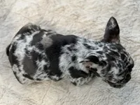 Tilly, a female French Bulldog for sale in Weatherford, TX – 3 of 3
