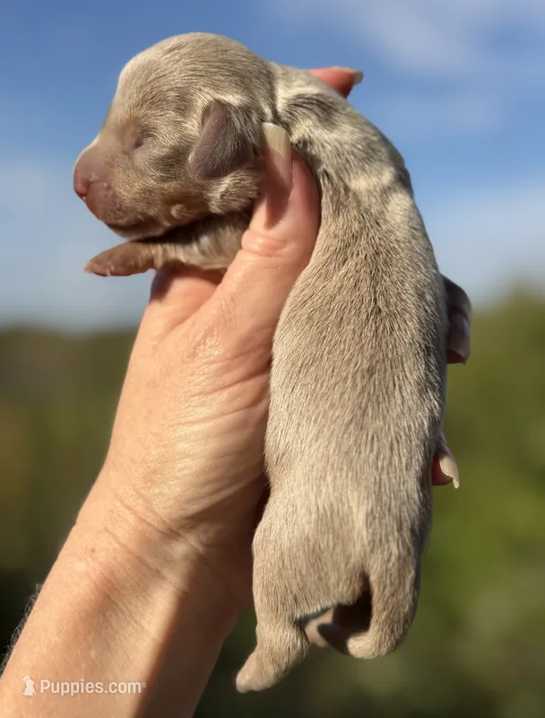 Clara – Miniature Dachshund puppy for sale in Weatherford, TX