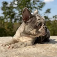 Hattie, a female French Bulldog for sale in Weatherford, TX – 4 of 4