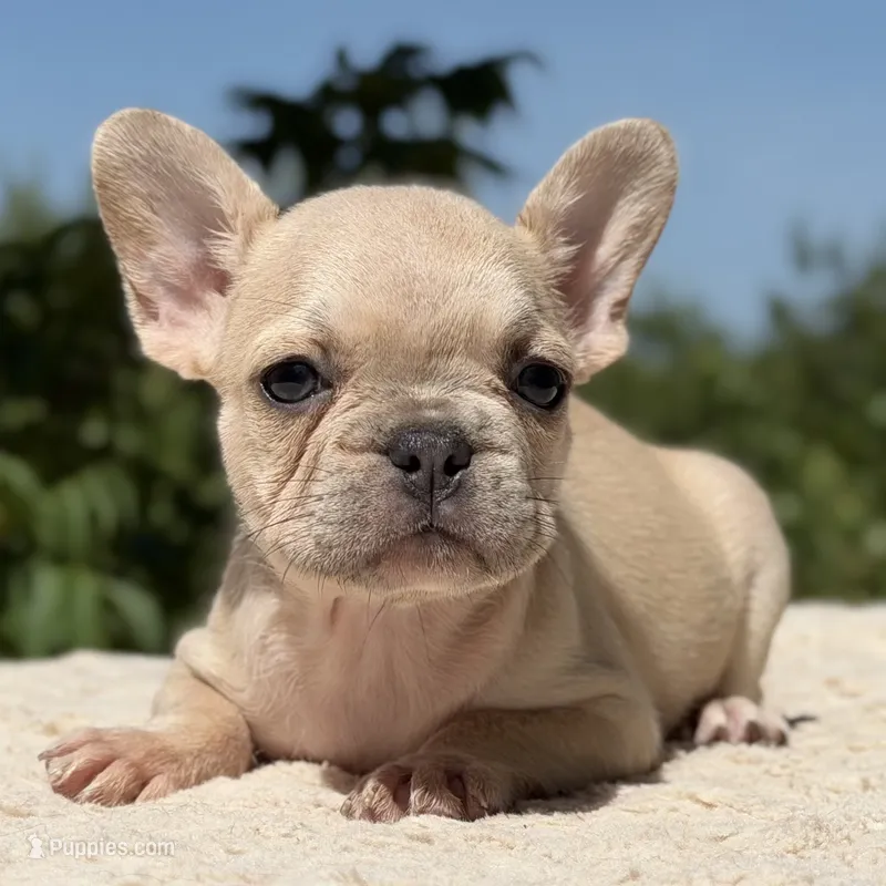 Aspen – French Bulldog puppy for sale in Weatherford, TX