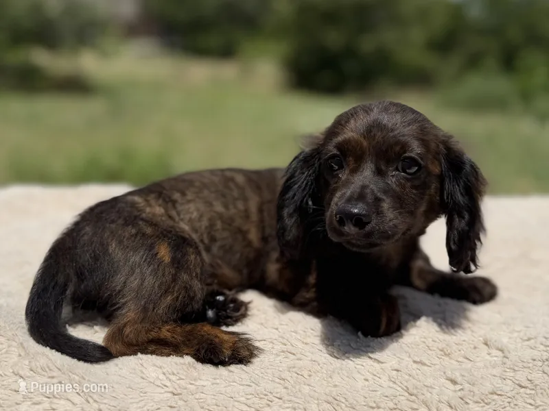 Finn – Miniature Dachshund puppy for sale in Weatherford, TX