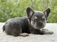 Benny, a male French Bulldog for sale in Weatherford, TX – 4 of 4