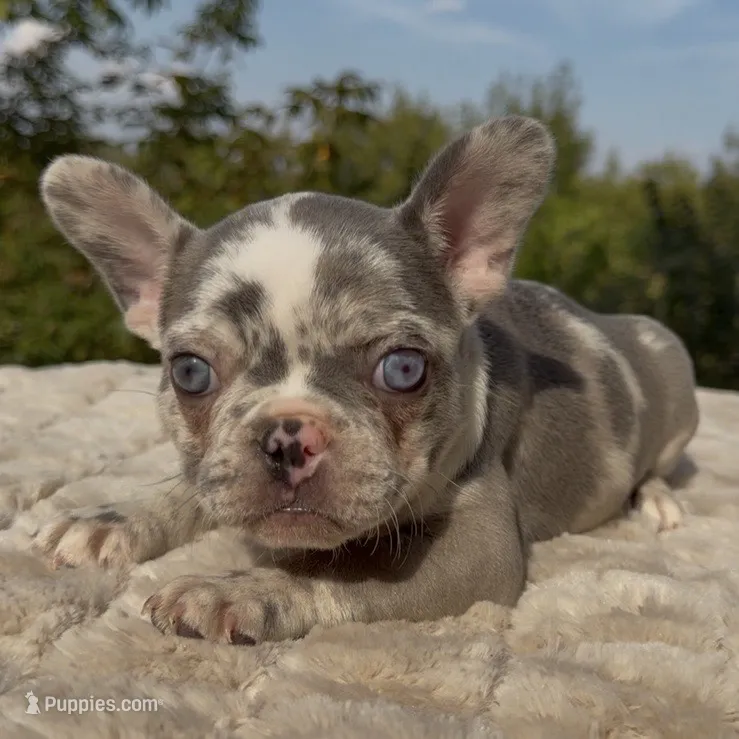 Posie – French Bulldog puppy for sale in Weatherford, TX