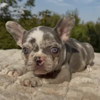 Posie, a female French Bulldog for sale in Weatherford, TX – 1 of 4