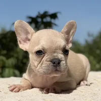 Aspen, a female French Bulldog for sale in Weatherford, TX – 2 of 3