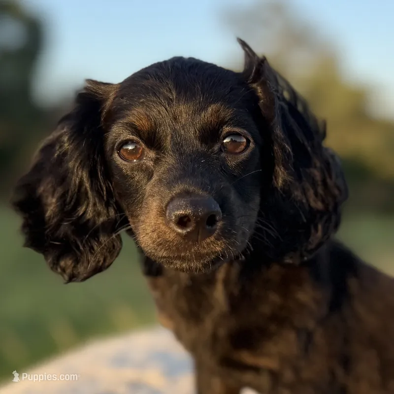 Willow – Miniature Dachshund puppy for sale in Weatherford, TX