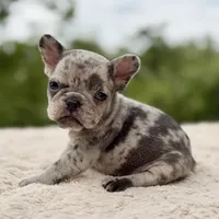 Azure, a female French Bulldog for sale in Weatherford, TX – 1 of 2