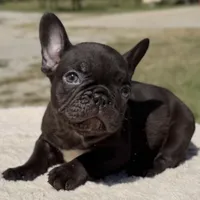 Godiva, a female French Bulldog for sale in Weatherford, TX – 3 of 5