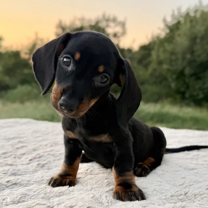 Theo – Miniature Dachshund puppy for sale in Weatherford, TX