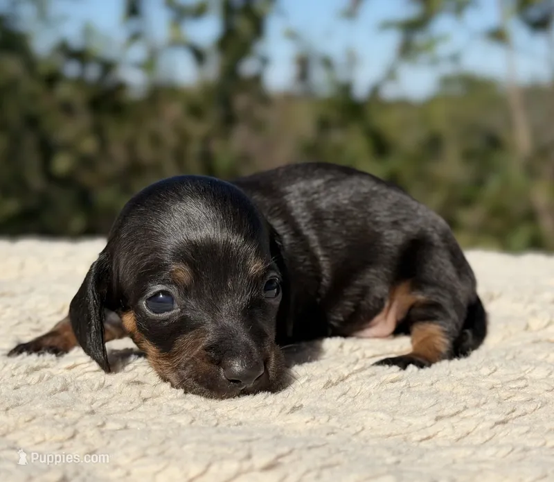 Lottie – Miniature Dachshund puppy for sale in Weatherford, TX