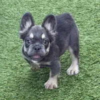 Benny, a male French Bulldog for sale in Weatherford, TX – 2 of 5