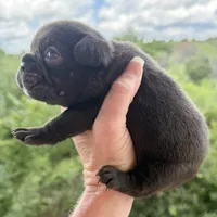 Coco, a female French Bulldog for sale in Weatherford, TX – 3 of 3