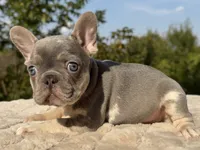 Knox, a male French Bulldog for sale in Weatherford, TX – 2 of 2