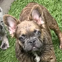 Chance, a male French Bulldog for sale in Weatherford, TX – Photo 3 of 5