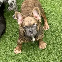 Chance, a male French Bulldog for sale in Weatherford, TX – Photo 5 of 5