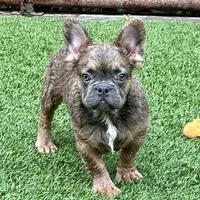 Chance, a male French Bulldog for sale in Weatherford, TX – Photo 4 of 5