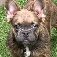 Chance, a male French Bulldog for sale in Weatherford, TX – Photo 2 of 5