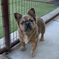 Chance, a male French Bulldog for sale in Weatherford, TX – Photo 1 of 5