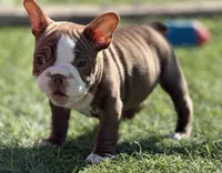 Pudge, a male French Bulldog for sale in Weatherford, TX – Photo 3 of 4