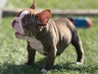 Pudge, a male French Bulldog for sale in Weatherford, TX – Photo 4 of 4