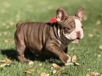 Pudge, a male French Bulldog for sale in Weatherford, TX – Photo 1 of 4