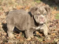 Beefcake, a male English Bulldog for sale in Weatherford, TX – Photo 3 of 7