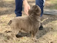 Beefcake, a male English Bulldog for sale in Weatherford, TX – Photo 6 of 7