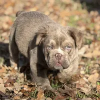 Beefcake, a male English Bulldog for sale in Weatherford, TX – Photo 4 of 7