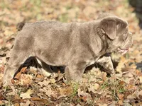 Beefcake, a male English Bulldog for sale in Weatherford, TX – Photo 5 of 7