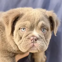 Beefcake, a male English Bulldog for sale in Weatherford, TX – Photo 2 of 7