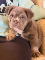 Beefcake, a male English Bulldog for sale in Weatherford, TX – Photo 7 of 7