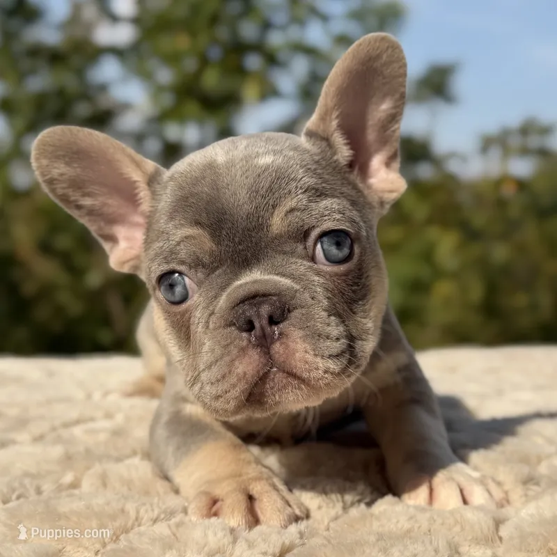 Knox – French Bulldog puppy for sale in Weatherford, TX