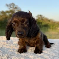 Finn, a female Miniature Dachshund for sale in Weatherford, TX – 2 of 3