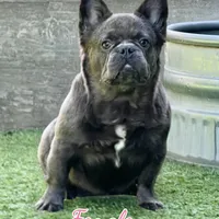 Demi, a female French Bulldog for sale in Weatherford, TX – Photo 2 of 2