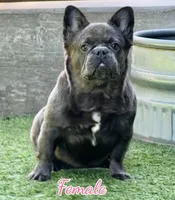 Demi, a female French Bulldog for sale in Weatherford, TX – Photo 2 of 2