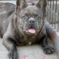 Demi, a female French Bulldog for sale in Weatherford, TX – Photo 1 of 2