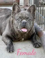 Demi, a female French Bulldog for sale in Weatherford, TX – Photo 1 of 2