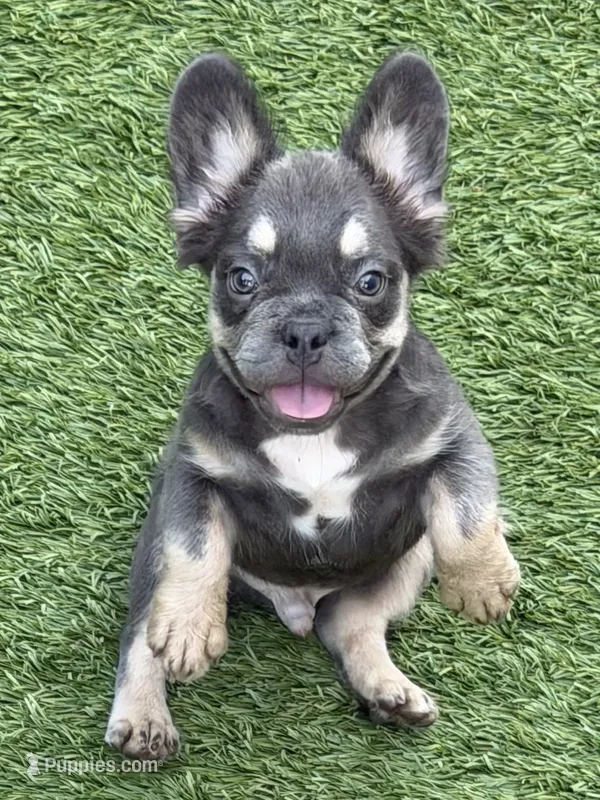 Benny – French Bulldog puppy for sale in Weatherford, TX