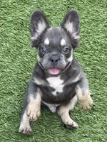 Benny, a male French Bulldog for sale in Weatherford, TX – 1 of 5