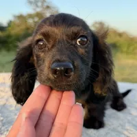 Finn, a female Miniature Dachshund for sale in Weatherford, TX – 3 of 3