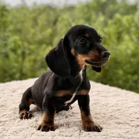 Teddy, a male Miniature Dachshund for sale in Weatherford, TX – 2 of 4