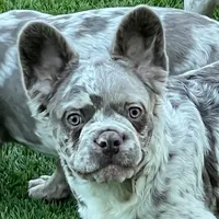 Isabella NewShade Maker Merle, a male French Bulldog for sale in Weatherford, TX – Photo 5 of 5