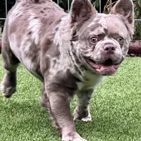 Isabella NewShade Maker Merle, a male French Bulldog for sale in Weatherford, TX – Photo 2 of 5