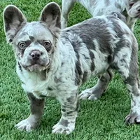 Isabella NewShade Maker Merle, a male French Bulldog for sale in Weatherford, TX – Photo 3 of 5