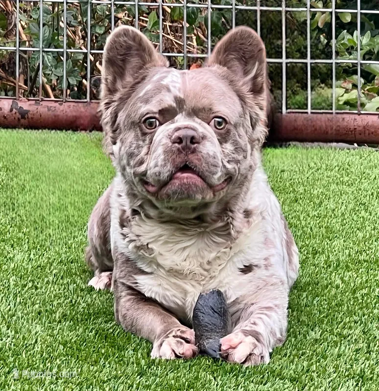 Isabella NewShade Maker Merle