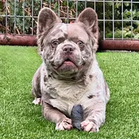 Isabella NewShade Maker Merle, a male French Bulldog for sale in Weatherford, TX – Photo 1 of 5