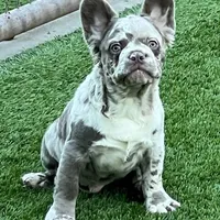 Isabella NewShade Maker Merle, a male French Bulldog for sale in Weatherford, TX – Photo 4 of 5