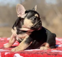 Dakota, a male French Bulldog for sale in Weatherford, TX – Photo 3 of 4